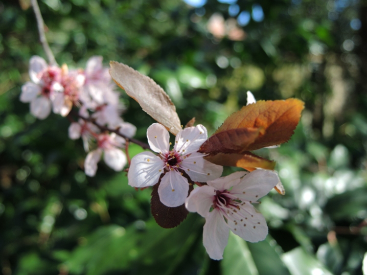 pink blossom with brown leaves