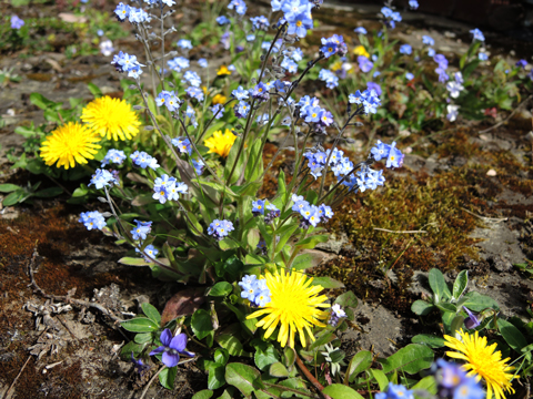 yellow and blue flowers