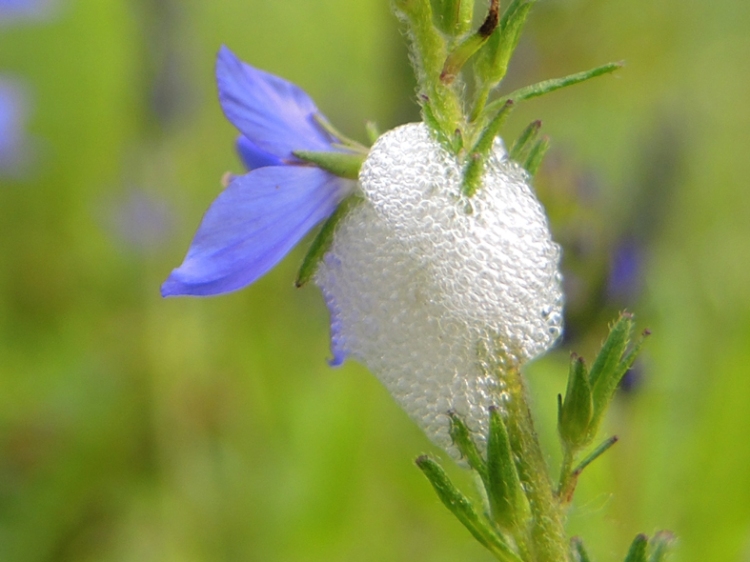 blue flower with frothy spit