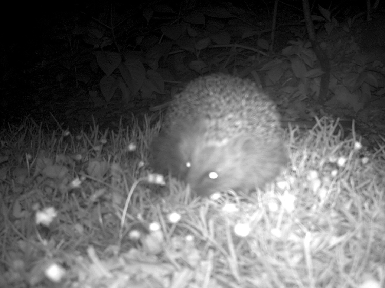 hedgehog in infrared