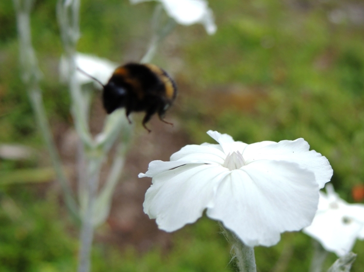 bee flying away from white flower