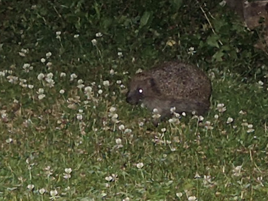 hedgehog on lawn with white clover flowers