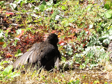 blackbird stretched out in the sun