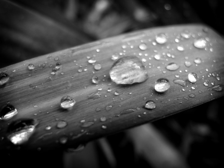 black and white rain drops on leaf